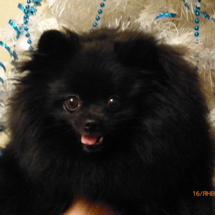 Новогодний портрет