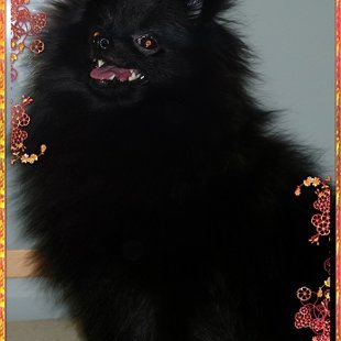 Джемма 7,5 месяцев