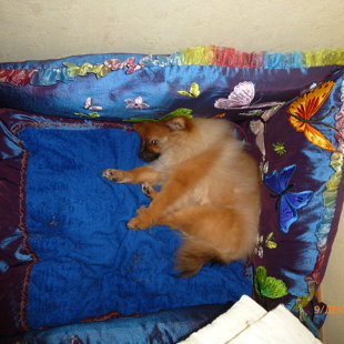 Любимая подстилочка