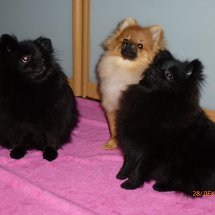 Новогодняя фотосессия