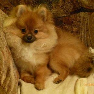 Царь. Разрешите представиться, Царь.