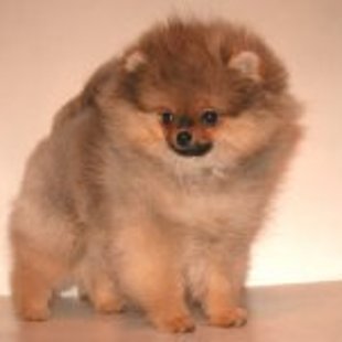 Папа Персик в 4 месяца