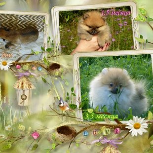 Рекс-метаморфозы