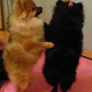 мы с сестрёнкою вдвоём замечательно живём