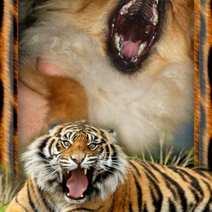 Ну, чем не тигр?